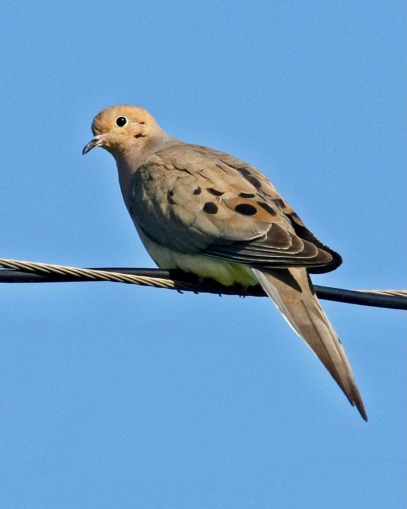 Bird on a wire by ibm4381 is licensed under CC BY 2.0.